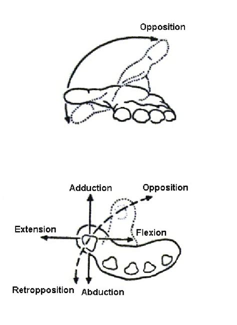 6: Abduction/adduction, flexion/extension for the thumb | Download Scientific Diagram