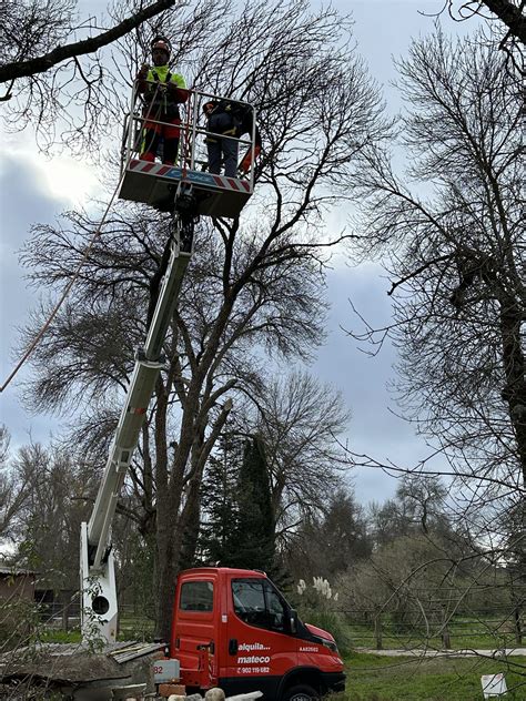 Cursos de poda en altura con plataforma elevadora ARBÓREA Poda en