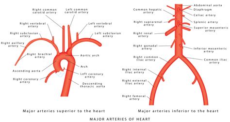 Penjelasan Aorta Anatomi 101 Untuk Pasien