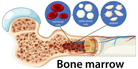 human bone marrow structure  blood cell production diagram