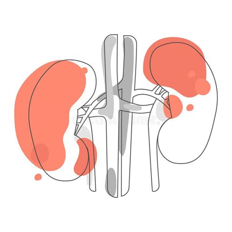 Anatomische Kunsttekening Van De Menselijke Nierlijn Vectormoderne