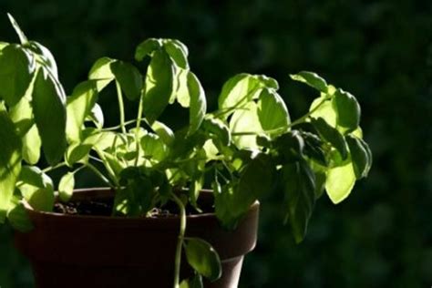 How to Grow Herbs in Pots: Top Tips to Ensure Success - Dengarden