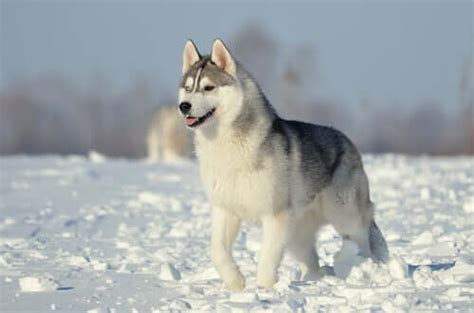 Group 5 Dogs: Breed Classification According to the FCI - My Animals