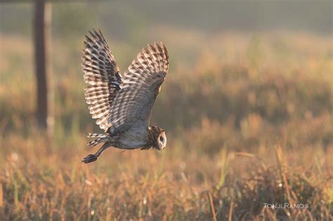 Eastern Grass Owl Tonjiandsylviasbirdlist