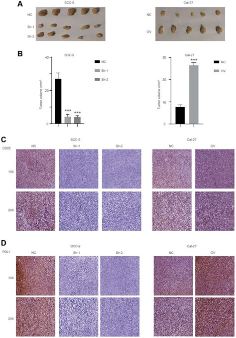 Has Circ 0069313 Promoted The OSCC Progression In Vivo A The