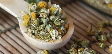 Можно ли ингаляции с ромашкой в небулайзере при кашле, беременности ...