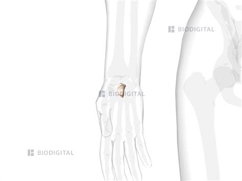 Right capitate | BioDigital Anatomy