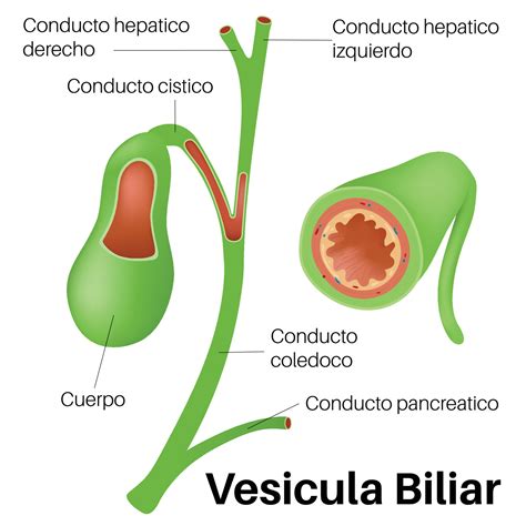 Vesicula Biliar In Human Body Vector Art At Vecteezy