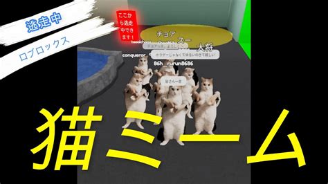 ロブロックス 猫ミームの世界で逃走中をやったらなぜかカオスになったw Youtube