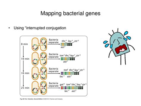 Ppt Bacterial And Viral Genetic Systems Powerpoint Presentation Free Download Id5711923