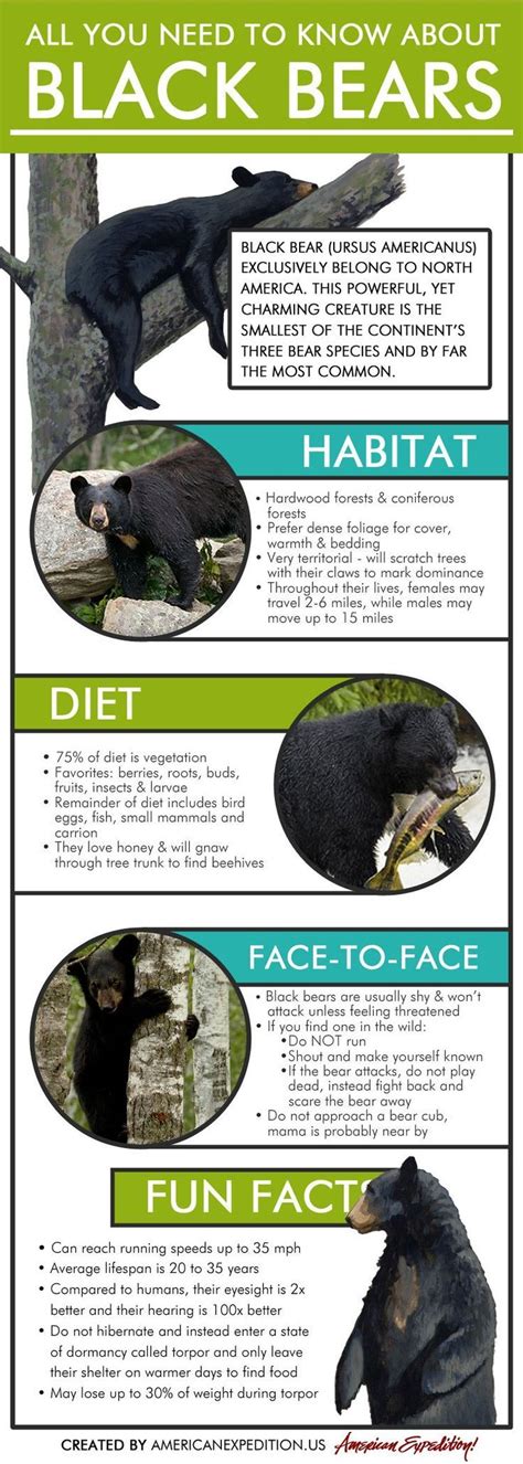 Black Bear Infographic All You Need To Know About Black Bears