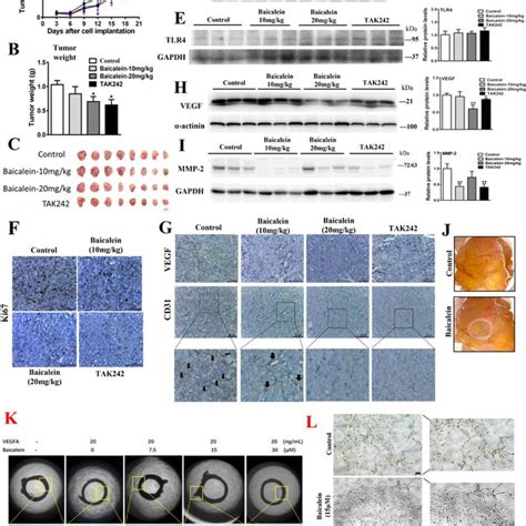 Baicalein Inhibits Crc Growth And Metastasis Via Tlr Hif Vegf Axis