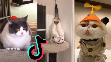 Cats Beingcats😼tiktok Compilation 5 Youtube