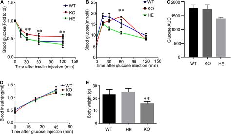 Frontiers Cftr Deficiency Affects Glucose Homeostasis Via Regulating