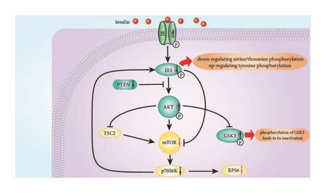Overview of the Akt/mTOR pathway and regulatory effects of galangin and ... 