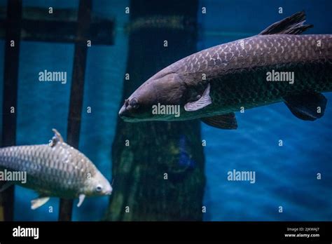 A closeup shot of Lobe-finned fish Stock Photo - Alamy