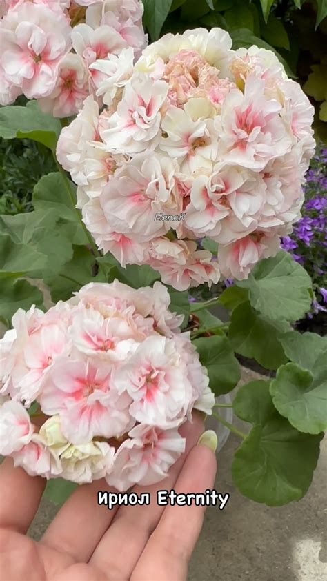 Сортовые Пеларгонии в Алматы | СиМ-Флоренция - зональная розебудная ...