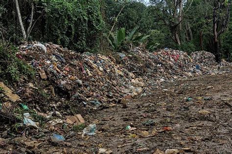 Despejo Irregular De Lixo Prejudica Certificação Agroecológica Geral