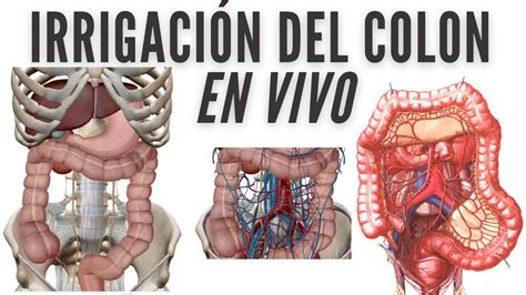 IRRIGACIÓN DEL INTESTINO GRUESO EN VIVO YouTube