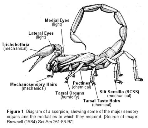 Anatomy Drawing of a Scorpion