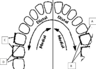 SLPA129 Teeth Labelling Diagram Quizlet