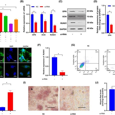 Silencing Circslc8a1 Inhibited Hbmscs Osteogenic Differentiation A