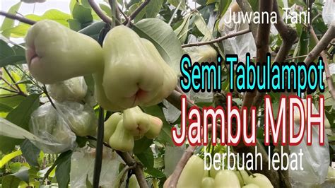 Semi Tambulampot Jambu Madu Deli Hijau Berbuah Lebat YouTube