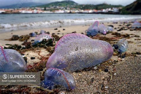 Portuguese Man O War Physalia Physalis Washed Ashore Despite Its