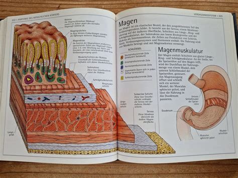 Anatomie Atlas Aufbau Und Funktionsweise Des Menschl K Rpers Kaufen