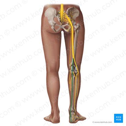 Tibial nerve: Origin, course and function | Kenhub