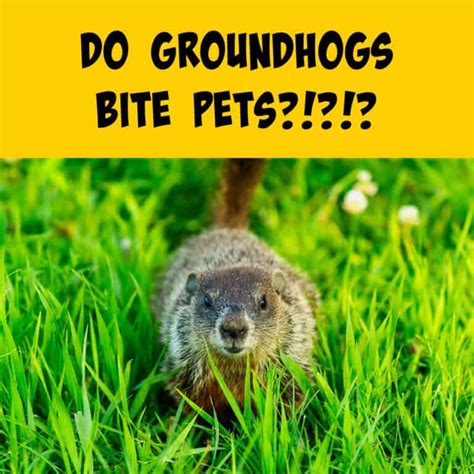 Worried About Groundhogs Biting Your Cats and Dogs? - Squirrels at the ...