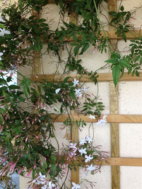 Growing jasmine on a trellis or wall how to train jasmine to climb