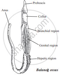 Draw a neat labelled diagram. Balanoglossus - Biology | Shaalaa.com