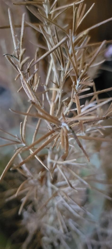 I forgot my rosemary outside during winter. How do I help it? : r