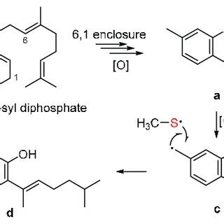 Scheme 1. The plausible biosynthetic pathways of compounds 1-10 ... 