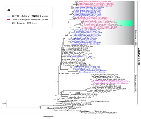 Viruses Free Full Text Evolutionary Dynamics Of H5 Highly