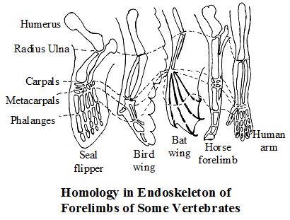 Analogous Organs Archives - CBSE Library