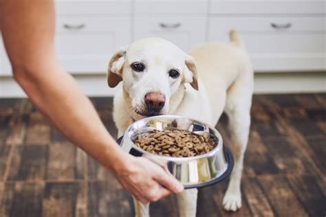 Alimenta O Saud Vel Para C Es Por Que Seu Pet Deve Comer Somente Ra O