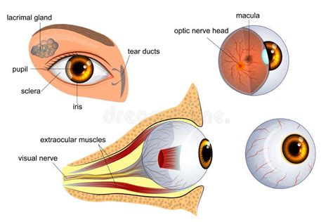 Anatom A Del Ojo El Globo Del Ojo Iris Alumno Ilustraci N Del Vector