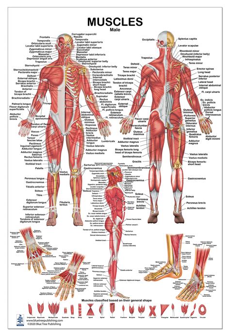 Antebrachial Fascia Anatomy