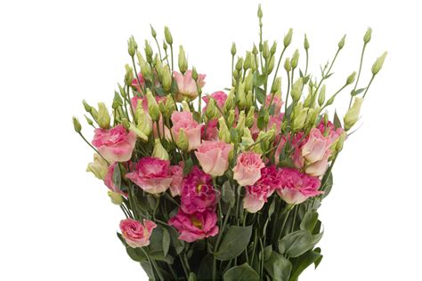 Лизиантусы Mariachi Champagne — купить в Риге на сайте FlowerShop.lv