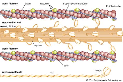 Actin Definition Function Britannica