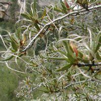 Curl Leaf MountainMahogany - Cercocarpus ledifolius - Great Basin