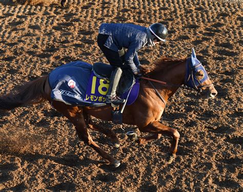 【フェブラリーs】レモンポップ坂路で調整60秒7 田中博師「順調にきています」 競馬写真ニュース 日刊スポーツ