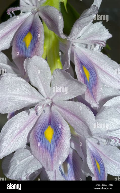 water hyacinth an invasive species of ponds and waterways Stock Photo - Alamy