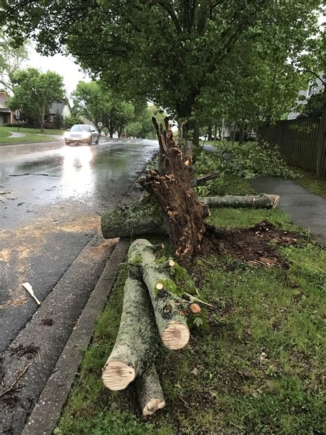 Oak tree on Saron Drive blew over from the roots. : r/lexington