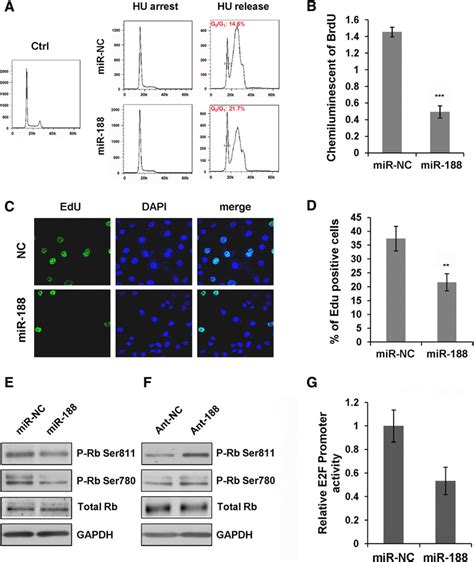 Mir 188 Arrests Cell Cycle At G 1 S Transition Through Negative