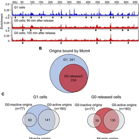 Entry of G0 released cells into S phase. G1 cells obtained byfactor ...