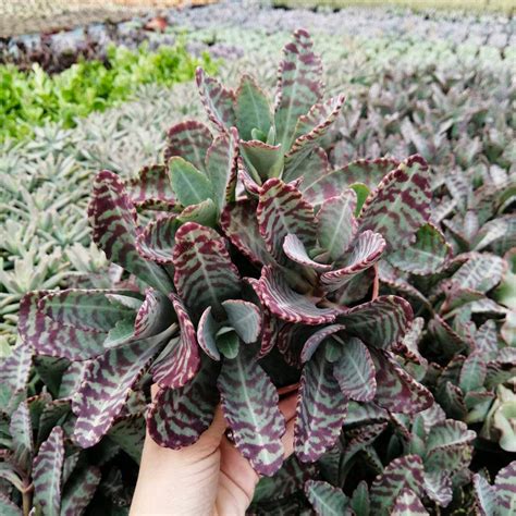 Kalanchoe Humilis Giromagi Cactus And Succulents