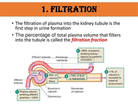 PPT - RENAL PHYSIOLOGY PowerPoint Presentation, free download - ID:8865939